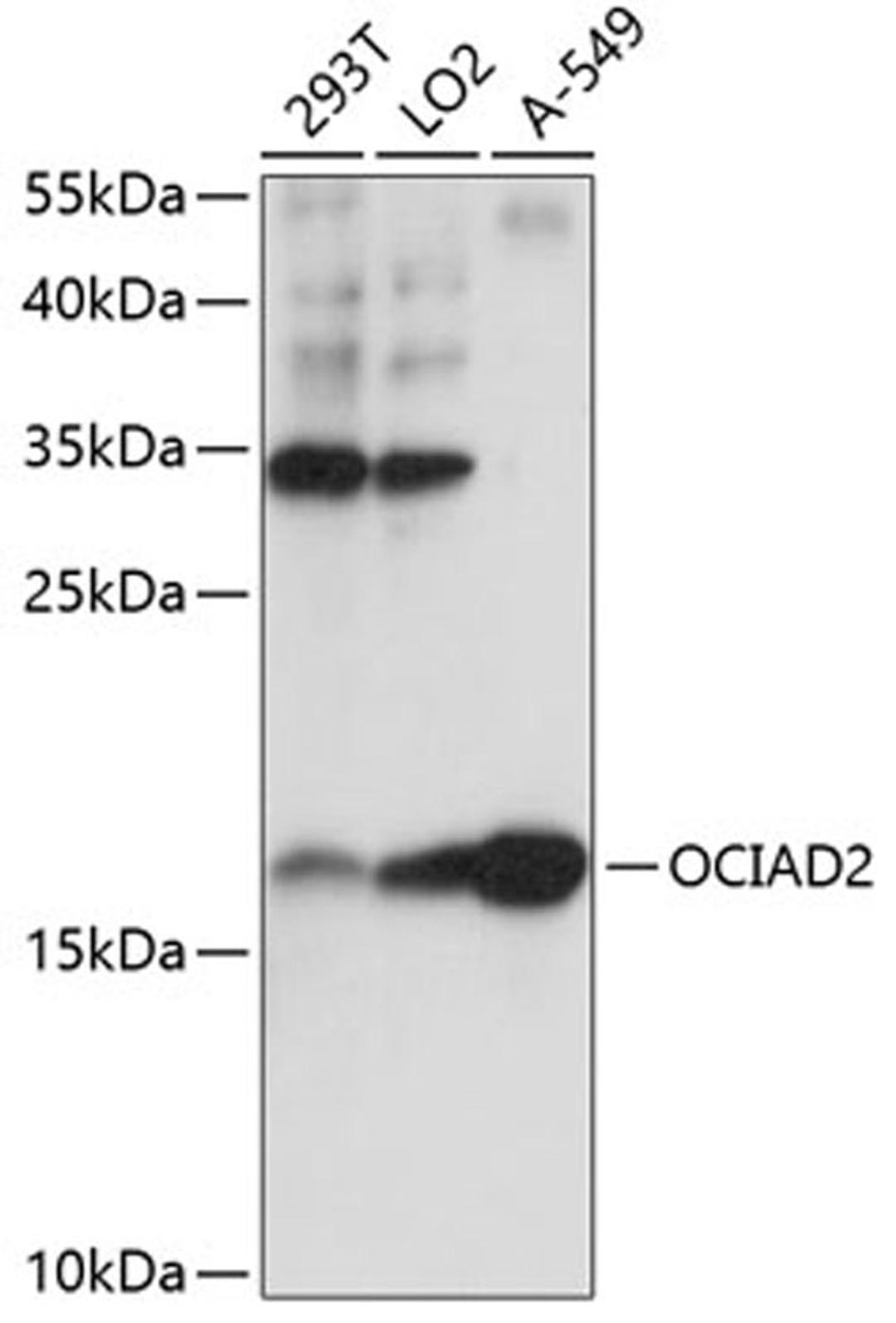 Western blot - OCIAD2 antibody (A14962)