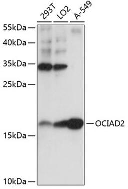 Western blot - OCIAD2 antibody (A14962)