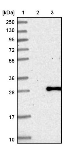 Western Blot: PCNP Antibody [NBP1-86312] - Lane 1: Marker [kDa] 250, 130, 95, 72, 55, 36, 28, 17, 10<br/>Lane 2: Negative control (vector only transfected HEK293T lysate)<br/>Lane 3: Over-expression lysate (Co-expressed with a C-terminal myc-DDK tag (~3.1 kDa) in mammalian HEK293T cells, LY412527)