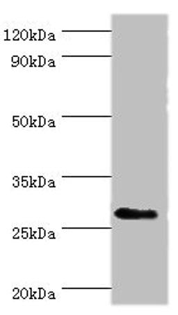 Western blot. All lanes: CD48 antigen antibody at 7ug/ml + Mouse thymus tissue. Secondary. Goat polyclonal to rabbit IgG at 1/10000 dilution. Predicted band size: 28, 20 kDa. Observed band size: 28 kDa. 