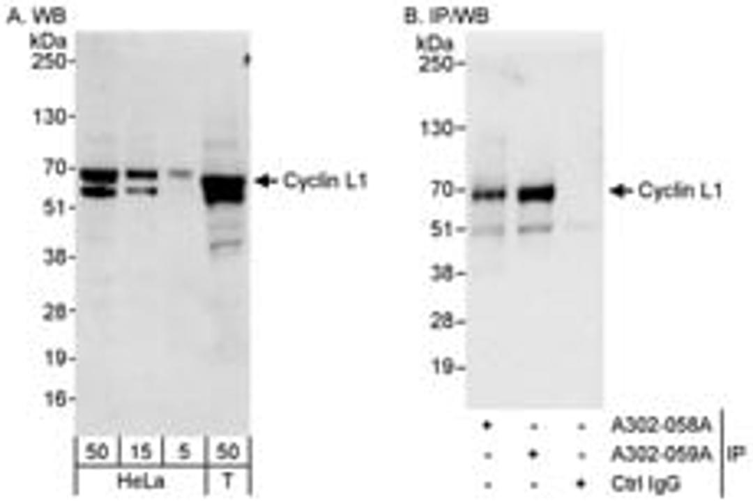 Detection of human Cyclin L1 by western blot and immunoprecipitation.