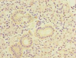 Immunohistochemistry of paraffin-embedded human pancreatic tissue using CSB-PA724138LA01HU at dilution of 1:100