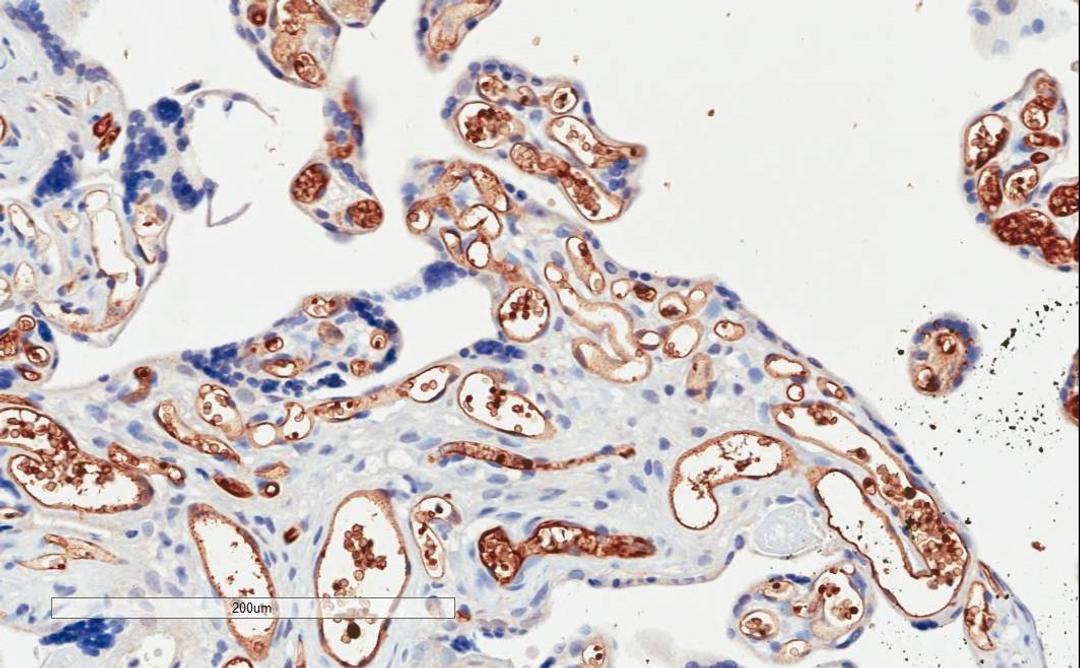 46-185 (2ug/ml) staining of paraffin embedded Human Placenta. Microwaved antigen retrieval with citrate buffer pH 6, HRP-staining.