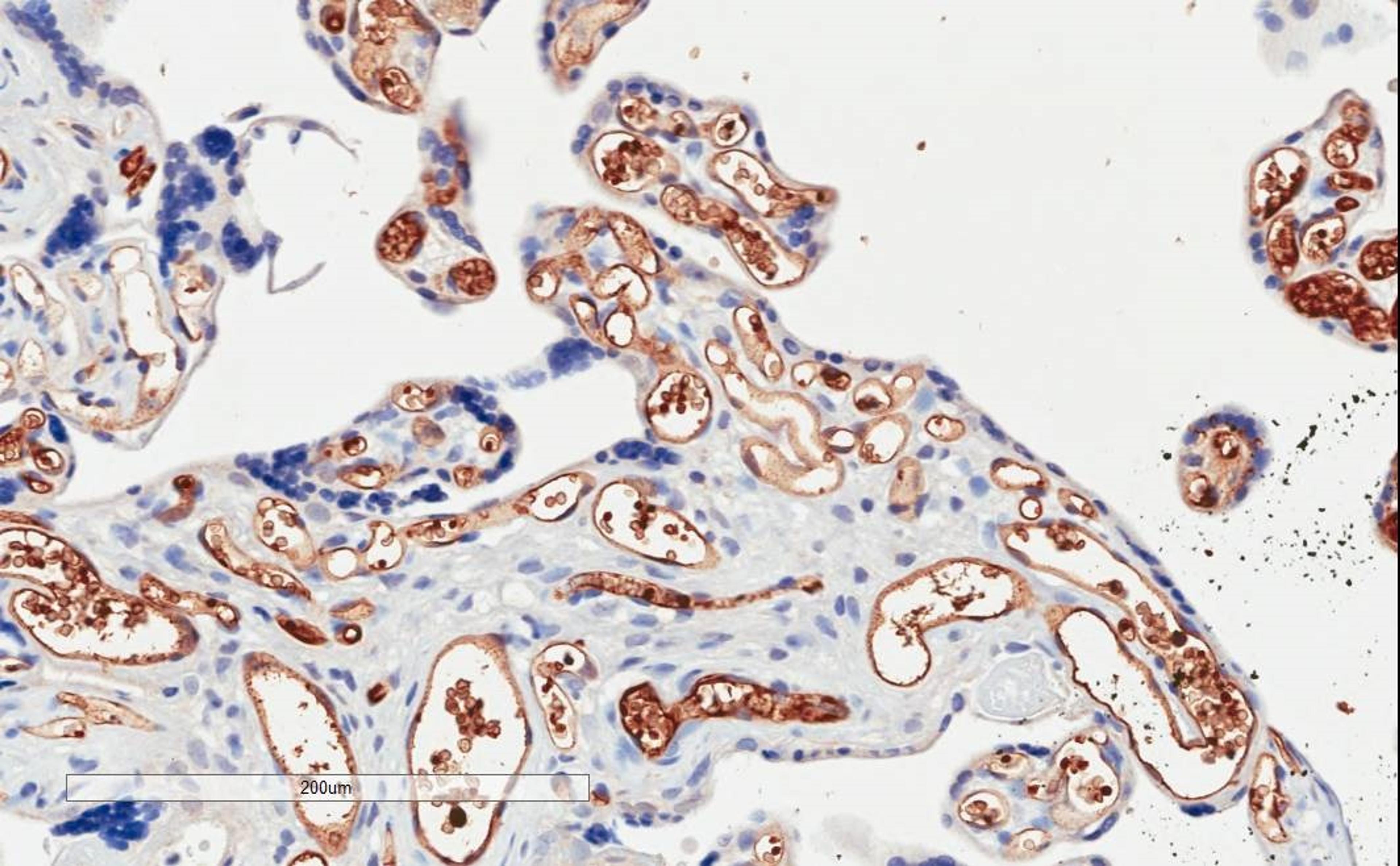 46-185 (2ug/ml) staining of paraffin embedded Human Placenta. Microwaved antigen retrieval with citrate buffer pH 6, HRP-staining.