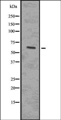 Western blot analysis of 293 whole cell lysates using IRAK4 -Phospho-Thr345/Ser346- antibody