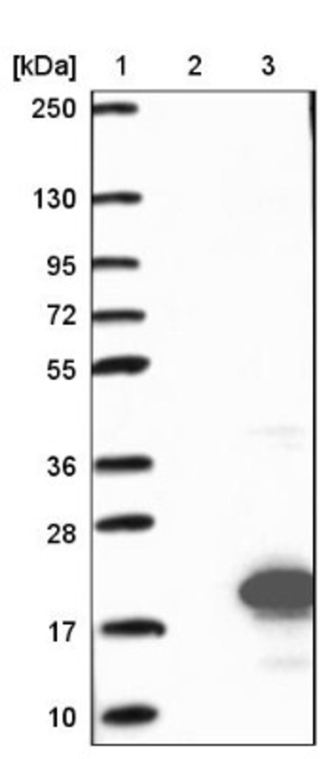 Western Blot: INSL5 Antibody [NBP1-86343] - Lane 1: Marker [kDa] 250, 130, 95, 72, 55, 36, 28, 17, 10<br/>Lane 2: Negative control (vector only transfected HEK293T lysate)<br/>Lane 3: Over-expression lysate (Co-expressed with a C-terminal myc-DDK tag (~3.1 kDa) in mammalian HEK293T cells, LY417280)