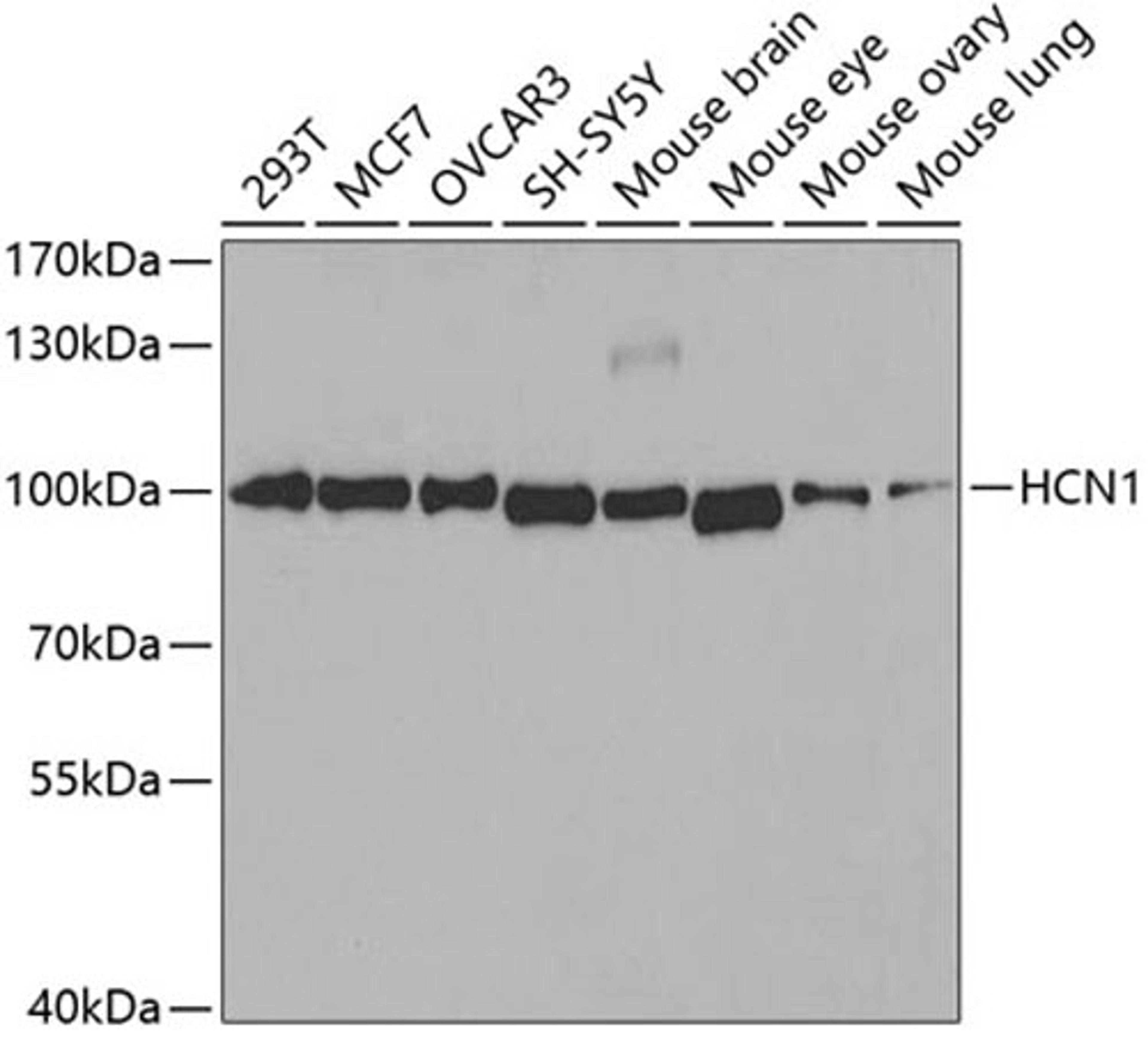 Western blot - HCN1 antibody (A2969)