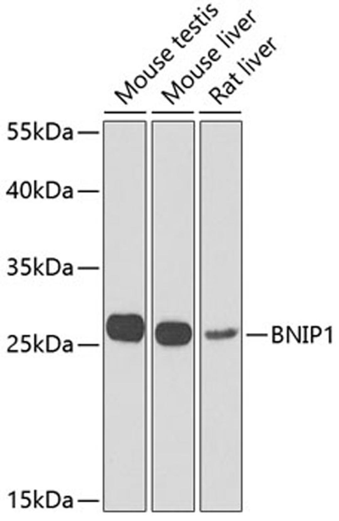 Western blot - BNIP1 Antibody (A7263)