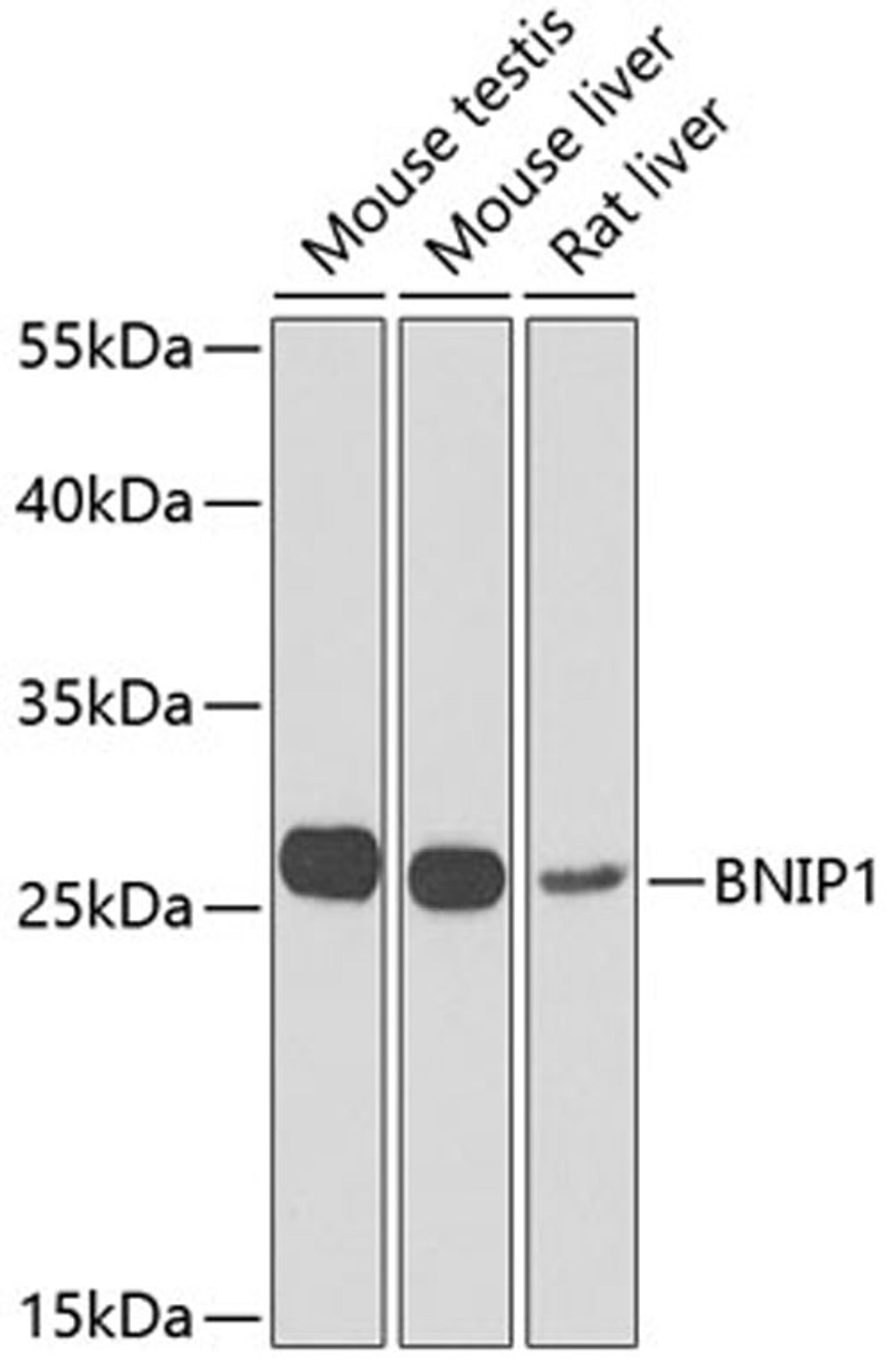 Western blot - BNIP1 Antibody (A7263)