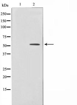 Western blot analysis of HepG2 cell lysate using HNF4alpha /gamma antibody