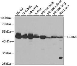 Western blot - GPR68 antibody (A7348)