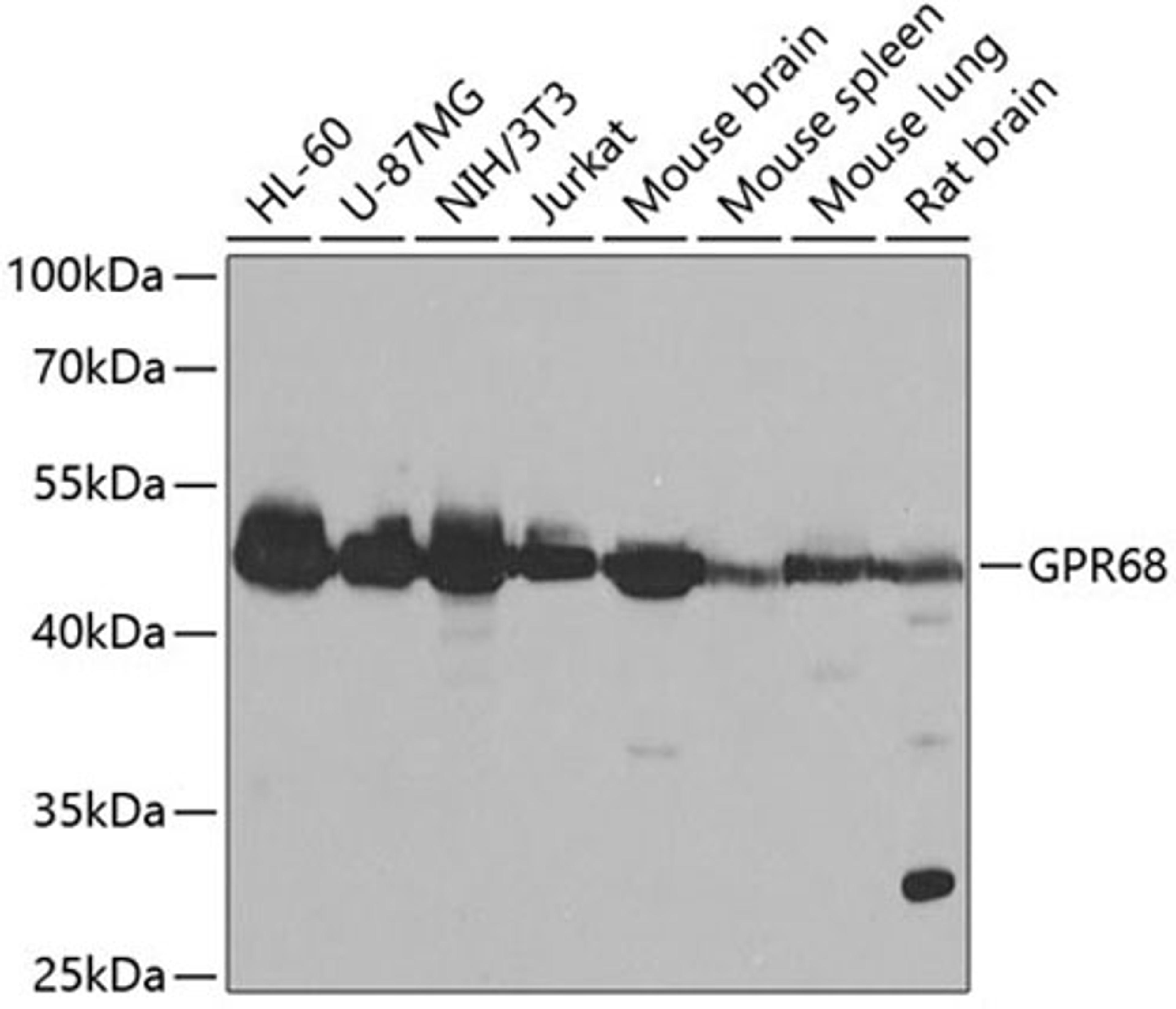 Western blot - GPR68 antibody (A7348)