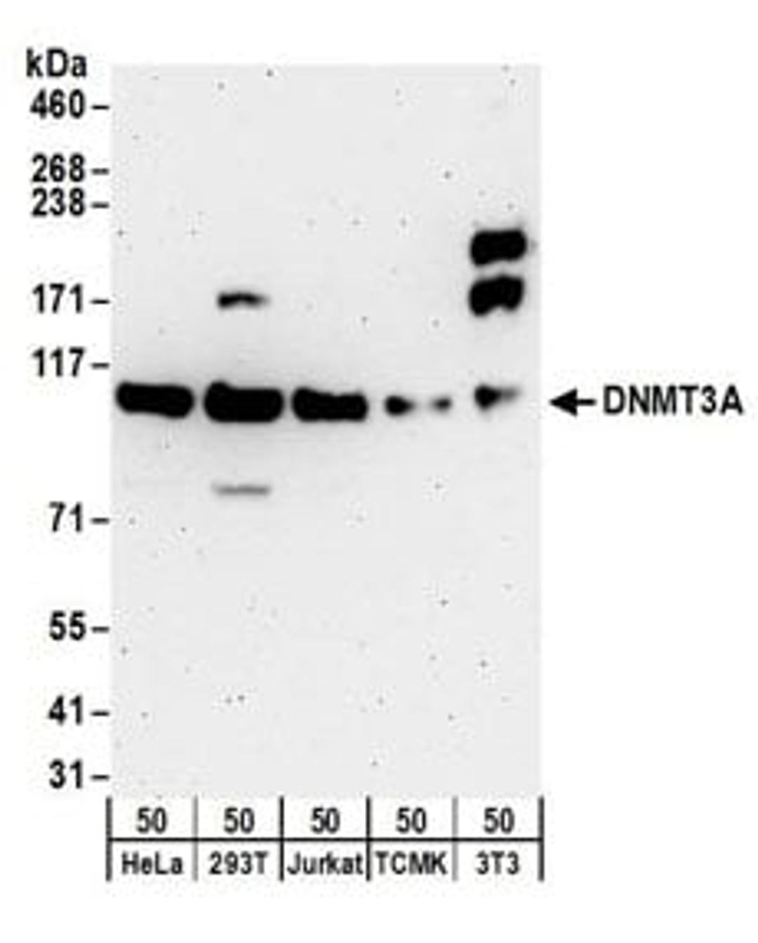 Detection of human and mouse DNMT3A by western blot.