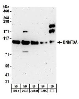 Detection of human and mouse DNMT3A by western blot.