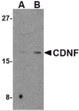 Western blot analysis of CDNF in mouse brain tissue lysate with CDNF antibody at (A) 2 and (B) 4 &#956;g/mL.