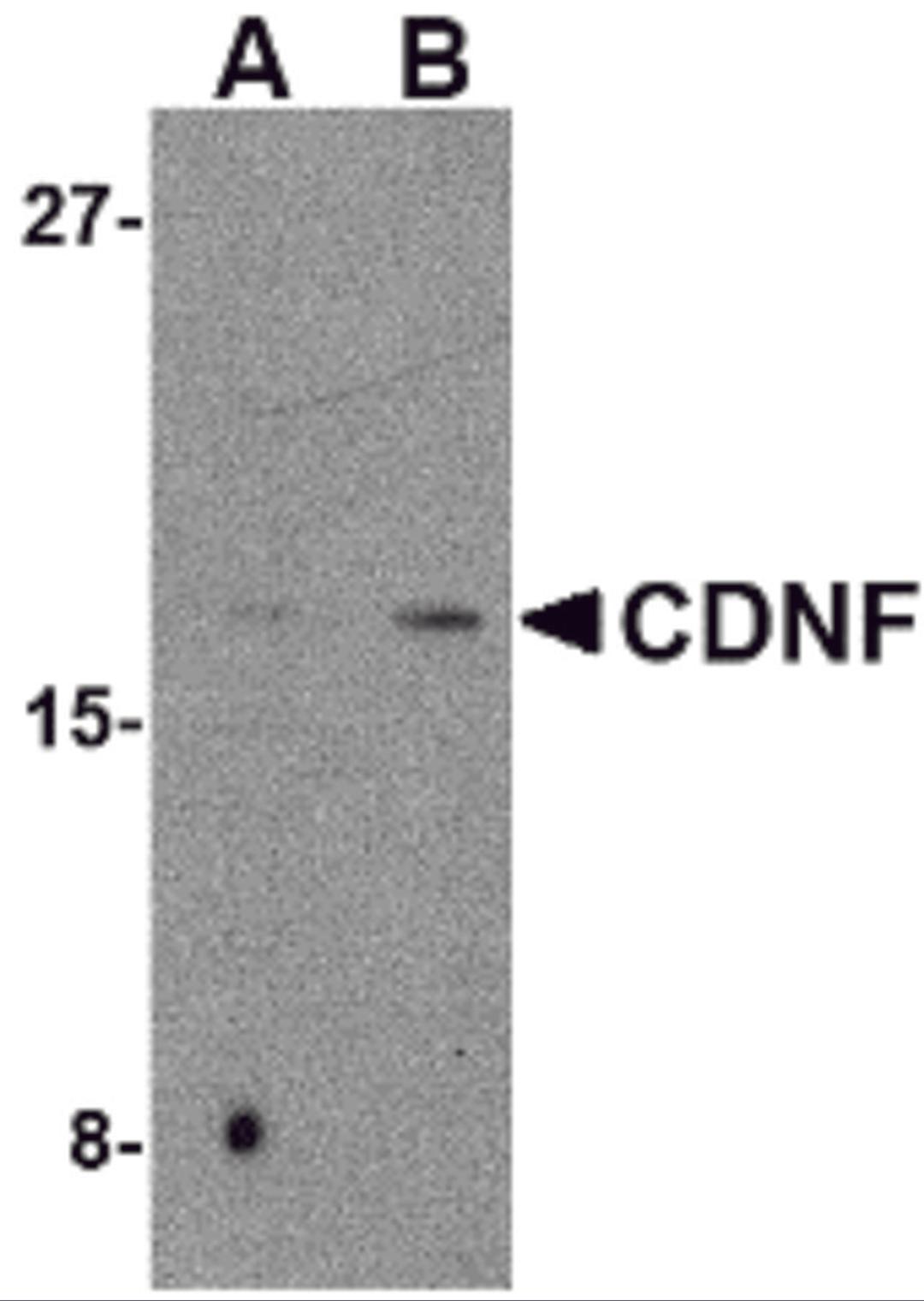 Western blot analysis of CDNF in mouse brain tissue lysate with CDNF antibody at (A) 2 and (B) 4 μg/mL.