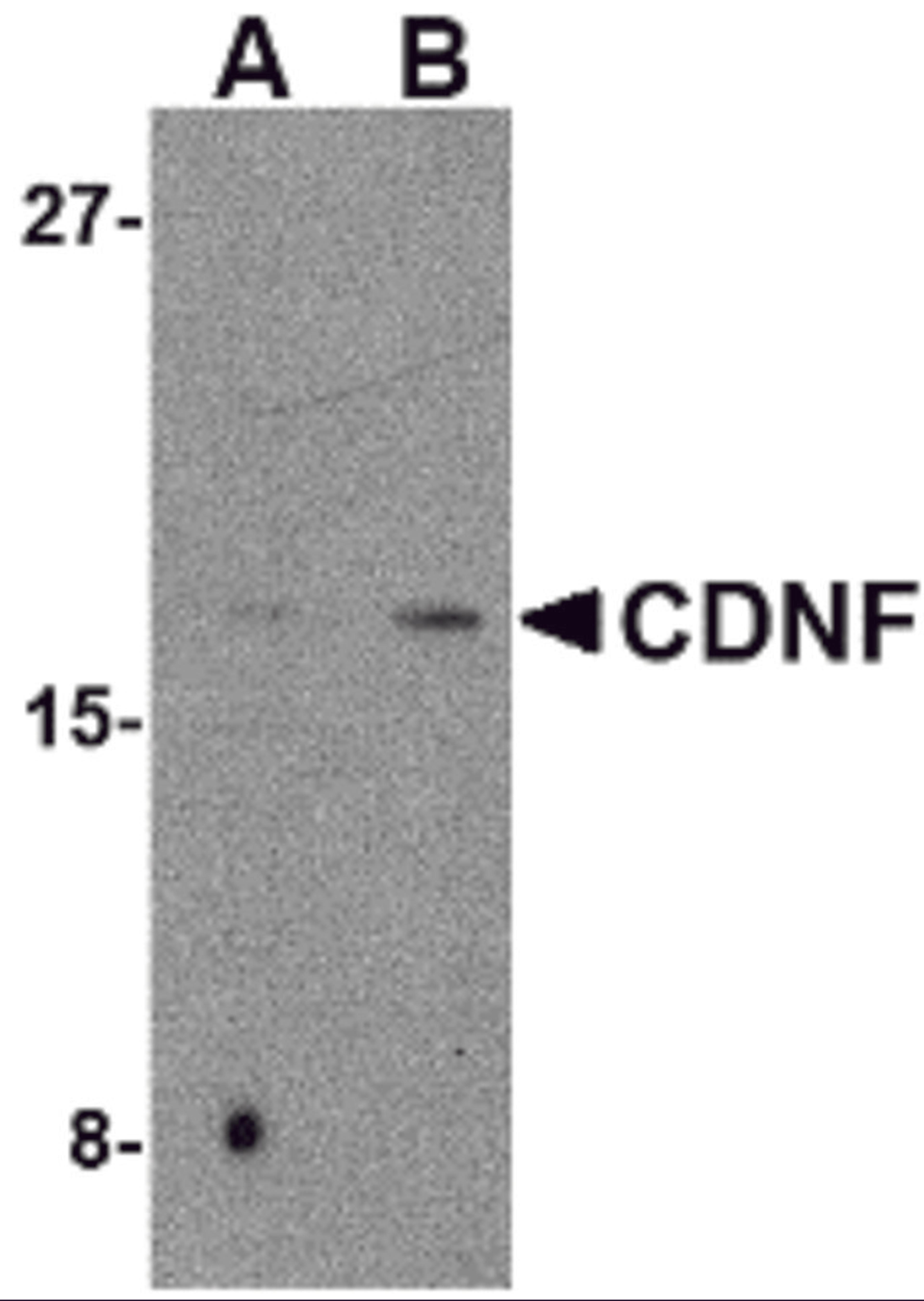 Western blot analysis of CDNF in mouse brain tissue lysate with CDNF antibody at (A) 2 and (B) 4 μg/mL.