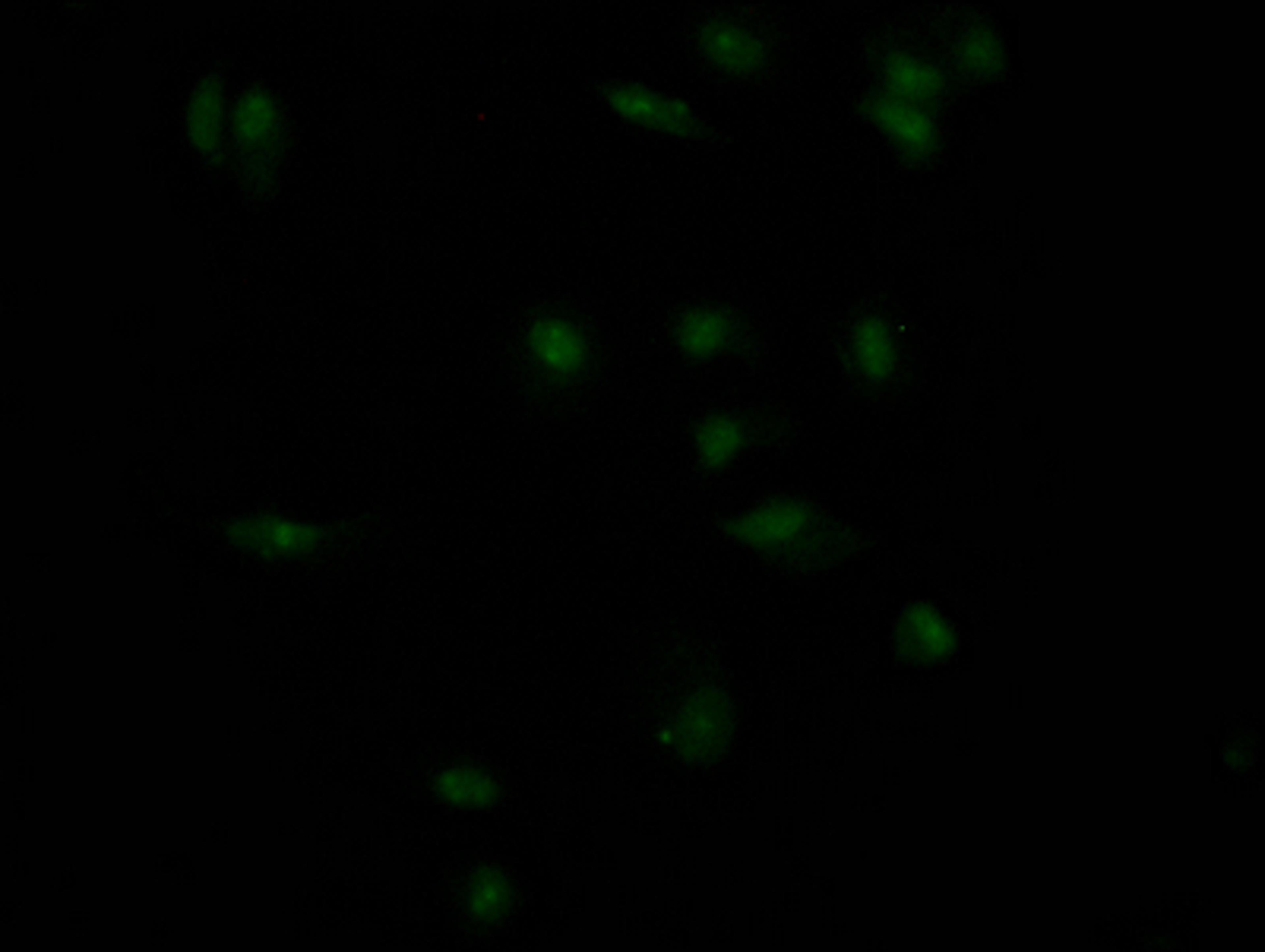 Immunofluorescence staining of MCF7 Cells with CSB-RA155156A0HU at 1:50, counter-stained with DAPI. The cells were fixed in 4% formaldehyde, permeated by 0.2% TritonX-100, and blocked in 10% normal Goat Serum. The cells were then incubated with the antibody overnight at 4℃. Nuclear DNA was labeled in blue with DAPI. The secondary antibody was FITC-conjugated AffiniPure Goat Anti-Rabbit IgG (H+L).