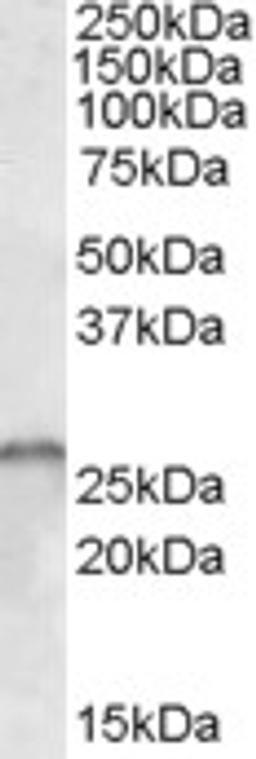 46-387 (1ug/ml) staining of Human Cerebellum lysate (35ug protein in RIPA buffer). Primary incubation was 1 hour. Detected by chemiluminescence.