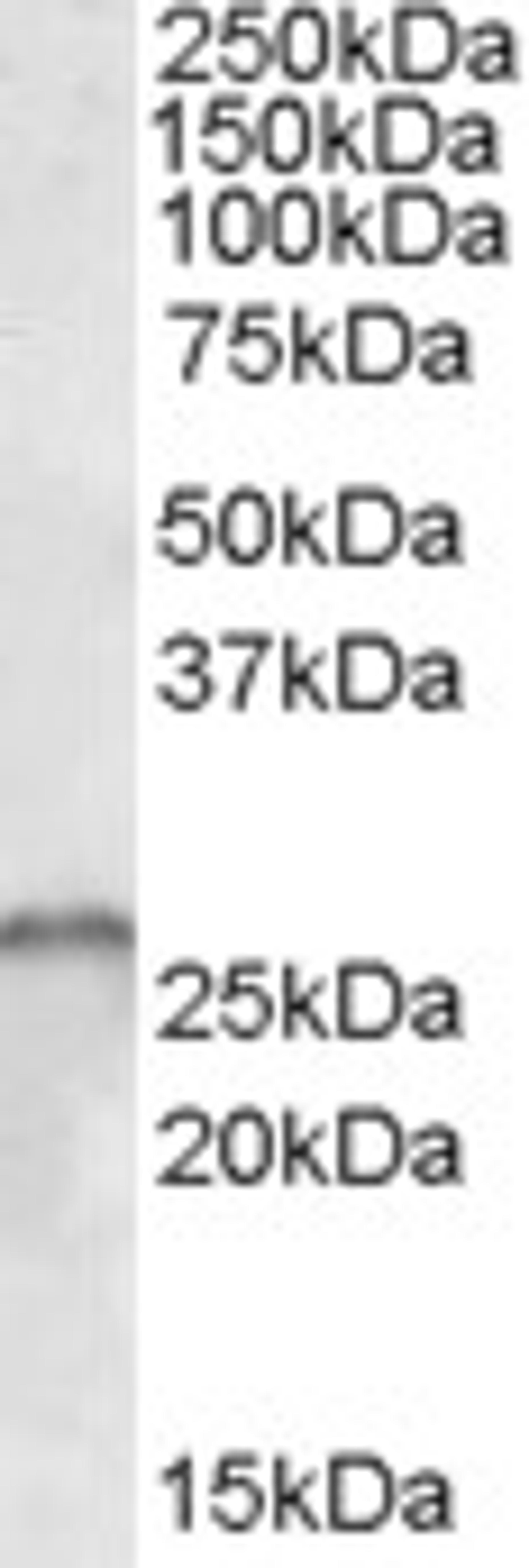 46-387 (1ug/ml) staining of Human Cerebellum lysate (35ug protein in RIPA buffer). Primary incubation was 1 hour. Detected by chemiluminescence.