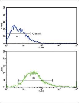 Flow cytometric analysis of MCF-7 cells using FGFR1 Antibody (bottom histogram) compared to a negative control cell (top histogram). FITC-conjugated goat-anti-rabbit secondary antibodies were used for the analysis.