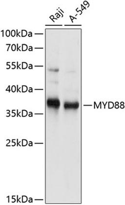 Western blot - MYD88 antibody (A0786)