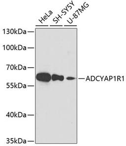 Western blot - ADCYAP1R1 antibody (A3120)