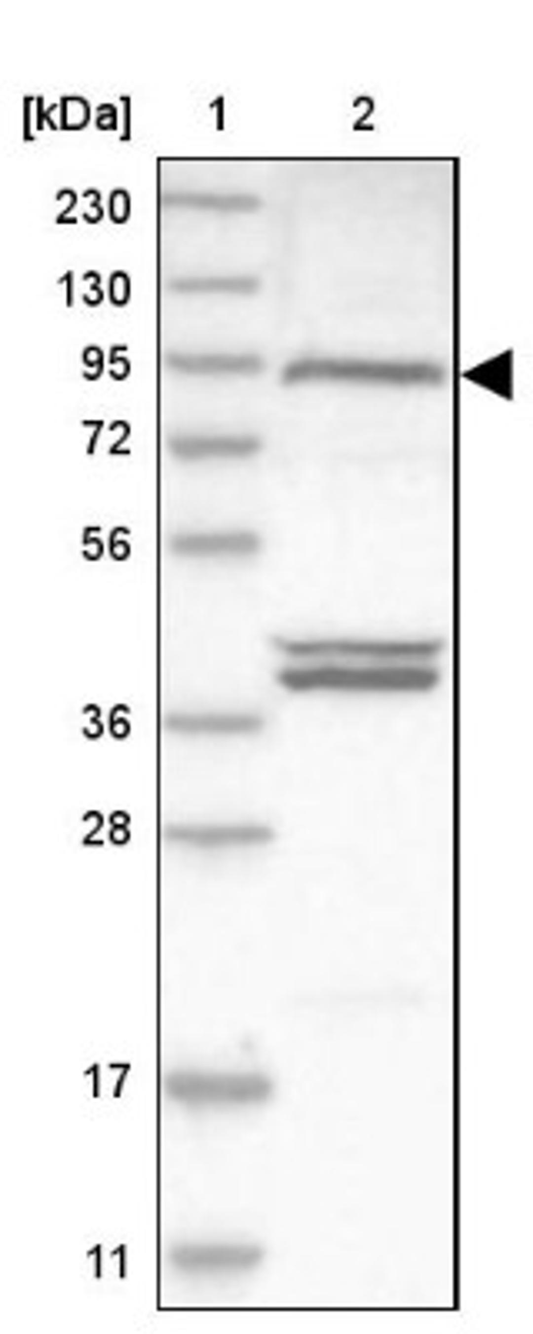 Western Blot: EFCAB5 Antibody [NBP1-93732] - Lane 1: Marker [kDa] 230, 130, 95, 72, 56, 36, 28, 17, 11<br/>Lane 2: Human cell line RT-4