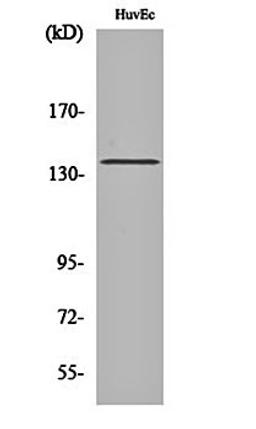 Western blot analysis of HuvEc cell lysates using Neu antibody