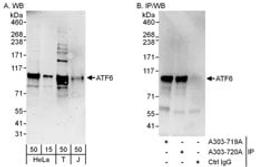 Detection of human ATF6 by western blot and immunoprecipitation.