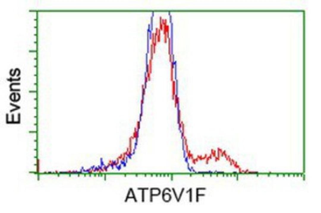 Flow Cytometry: V-type proton ATPase subunit F Antibody (1B8) [NBP2-03498] - HEK293T cells transfected with either overexpression plasmid (Red) or empty vector control plasmid (Blue) were immunostained by anti-V-type proton ATPase subunit F antibody, and then analyzed by flow cytometry.