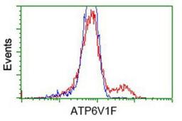 Flow Cytometry: V-type proton ATPase subunit F Antibody (1B8) [NBP2-03498] - HEK293T cells transfected with either overexpression plasmid (Red) or empty vector control plasmid (Blue) were immunostained by anti-V-type proton ATPase subunit F antibody, and then analyzed by flow cytometry.