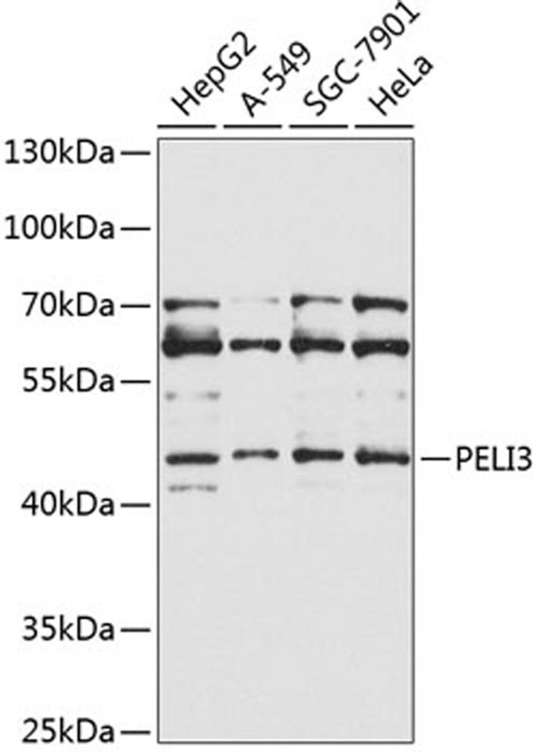 Western blot - PELI3 Antibody (A9999)