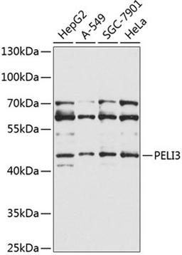 Western blot - PELI3 Antibody (A9999)