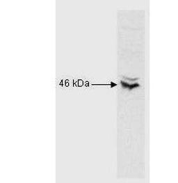 Western blot analysis of Raji B cell using CREB-1 antibody