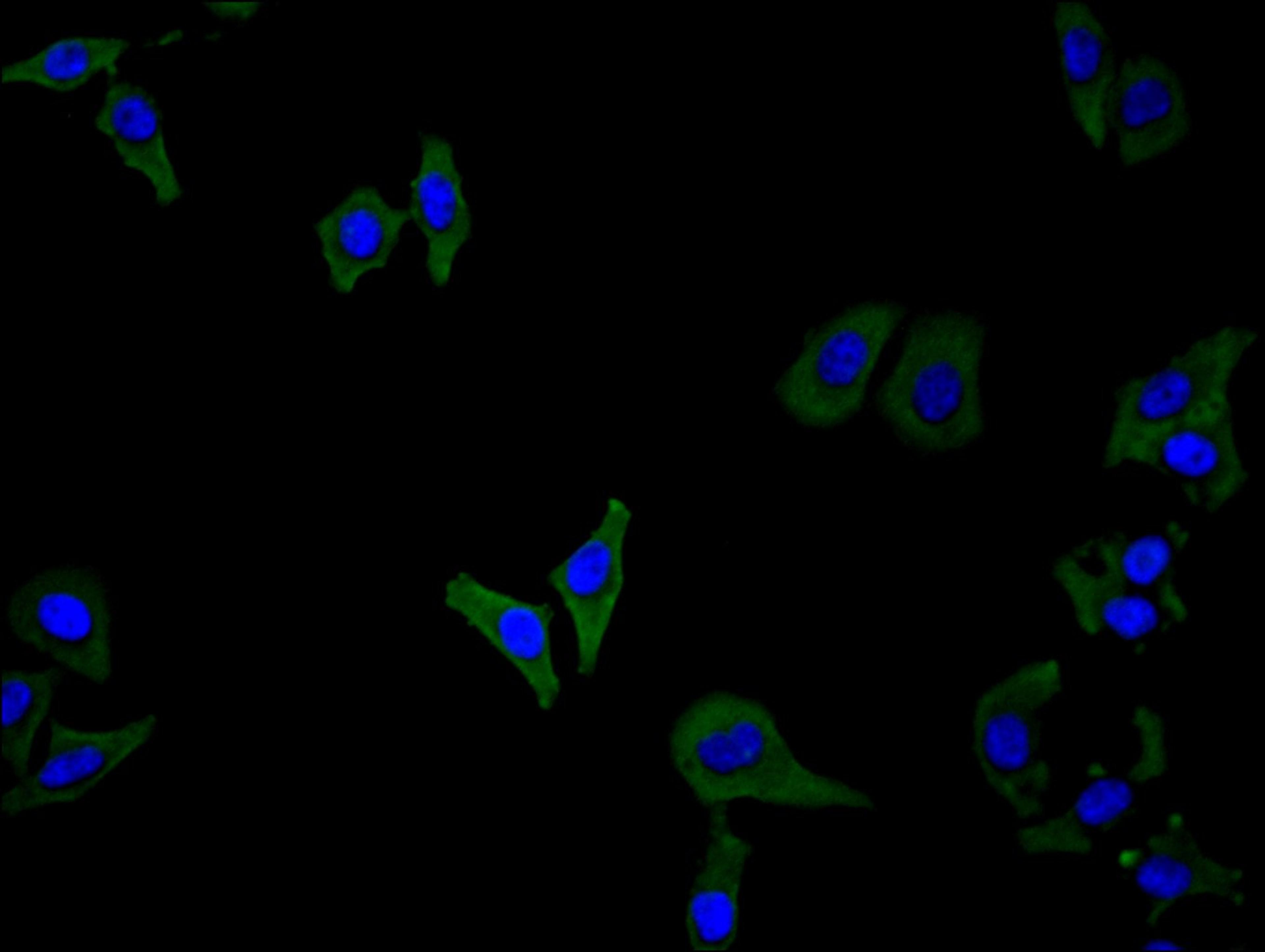 Immunofluorescence staining of Hela cell with CSB-RA006047MA1HU at 1:100, counter-stained with DAPI. The cells were fixed in 4% formaldehyde and blocked in 10% normal Goat Serum. The cells were then incubated with the antibody overnight at 4C. The secondary antibody was FITC-conjugated AffiniPure Goat Anti-Human IgG(H+L).