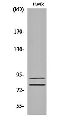 Western blot analysis of HuvEc cell lysates using TGase2 antibody