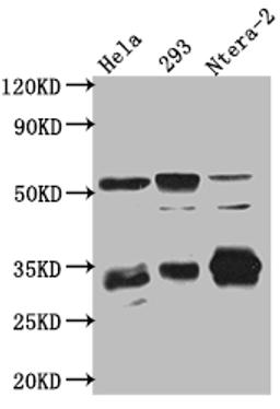 Western Blot. Positive WB detected in: Hela whole cell lysate, HEK293 whole cell lysate, Ntera-2 cell lysate. All lanes: CASP3 antibody at 1:1000. Secondary. Goat polyclonal to rabbit IgG at 1/50000 dilution. Predicted band size: 32 kDa. Observed band size: 32, 55, 130 kDa.