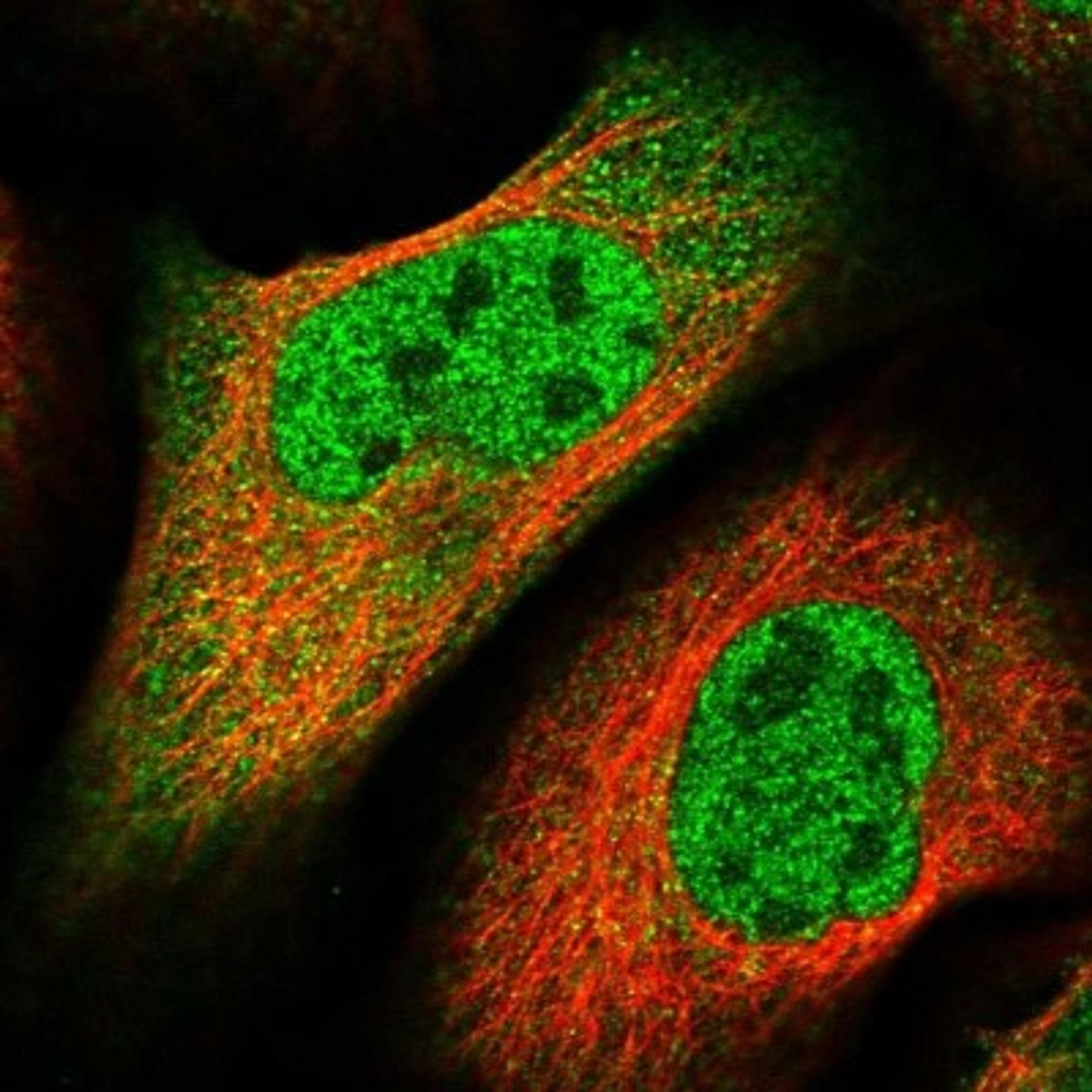 Immunocytochemistry/Immunofluorescence: FAM154B Antibody [NBP1-90520] - Staining of human cell line U-2 OS shows positivity in nucleus but not nucleoli & cytoplasm.