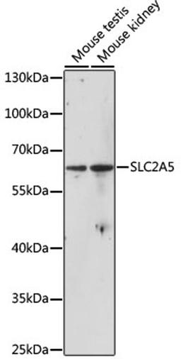 Western blot - SLC2A5 antibody (A13650)