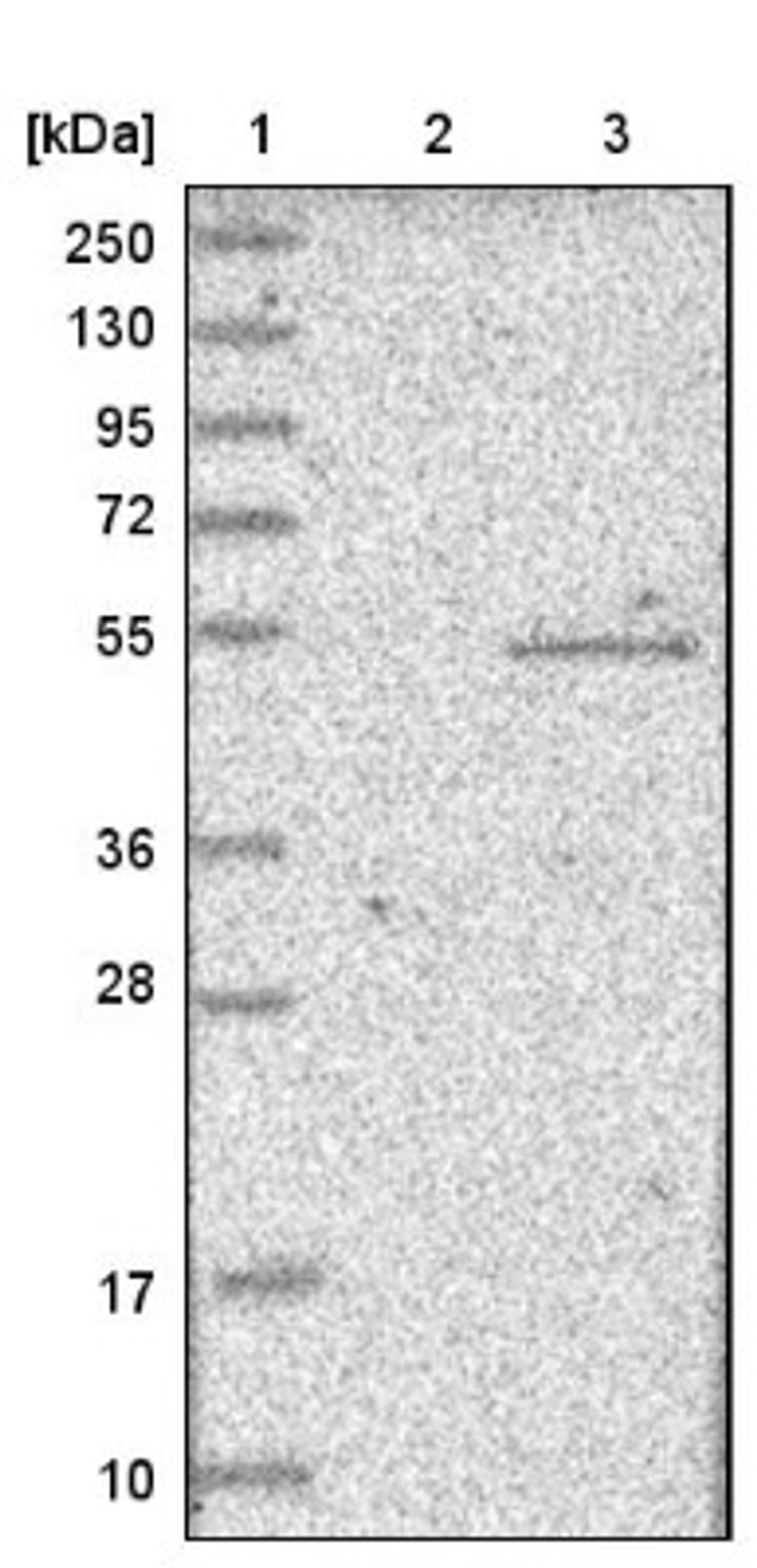 Western Blot: WSB1 Antibody [NBP1-84162] - Lane 1: Marker [kDa] 250, 130, 95, 72, 55, 36, 28, 17, 10<br/>Lane 2: Negative control (vector only transfected HEK293T lysate)<br/>Lane 3: Over-expression lysate (Co-expressed with a C-terminal myc-DDK tag (~3.1 kDa) in mammalian HEK293T cells, LY414461)