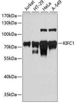 Western blot - KIFC1 antibody (A3304)