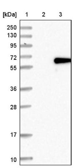 Western Blot: LSM14A Antibody [NBP1-88473] - Lane 1: Marker [kDa] 250, 130, 95, 72, 55, 36, 28, 17, 10<br/>Lane 2: Negative control (vector only transfected HEK293T lysate)<br/>Lane 3: Over-expression lysate (Co-expressed with a C-terminal myc-DDK tag (~3.1 kDa) in mammalian HEK293T cells, LY414433)