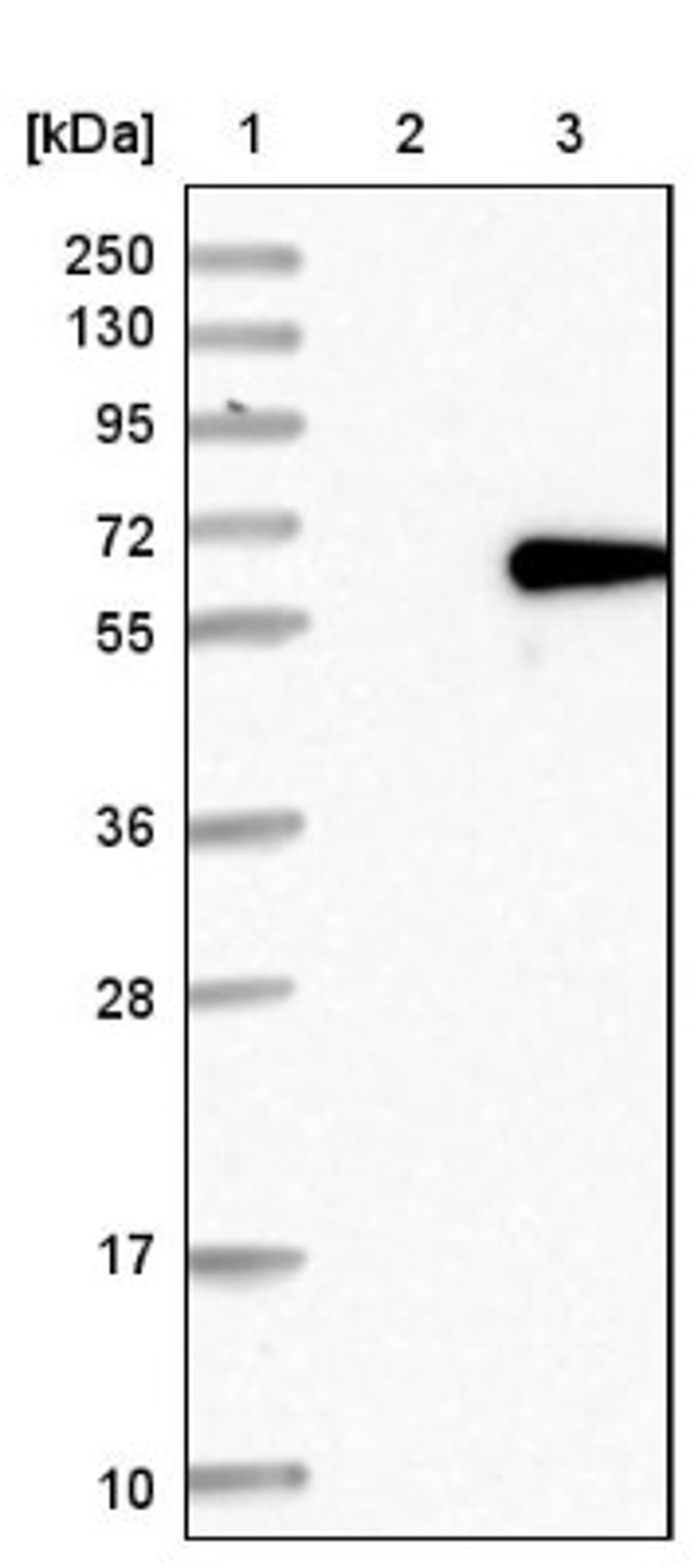 Western Blot: LSM14A Antibody [NBP1-88473] - Lane 1: Marker [kDa] 250, 130, 95, 72, 55, 36, 28, 17, 10<br/>Lane 2: Negative control (vector only transfected HEK293T lysate)<br/>Lane 3: Over-expression lysate (Co-expressed with a C-terminal myc-DDK tag (~3.1 kDa) in mammalian HEK293T cells, LY414433)