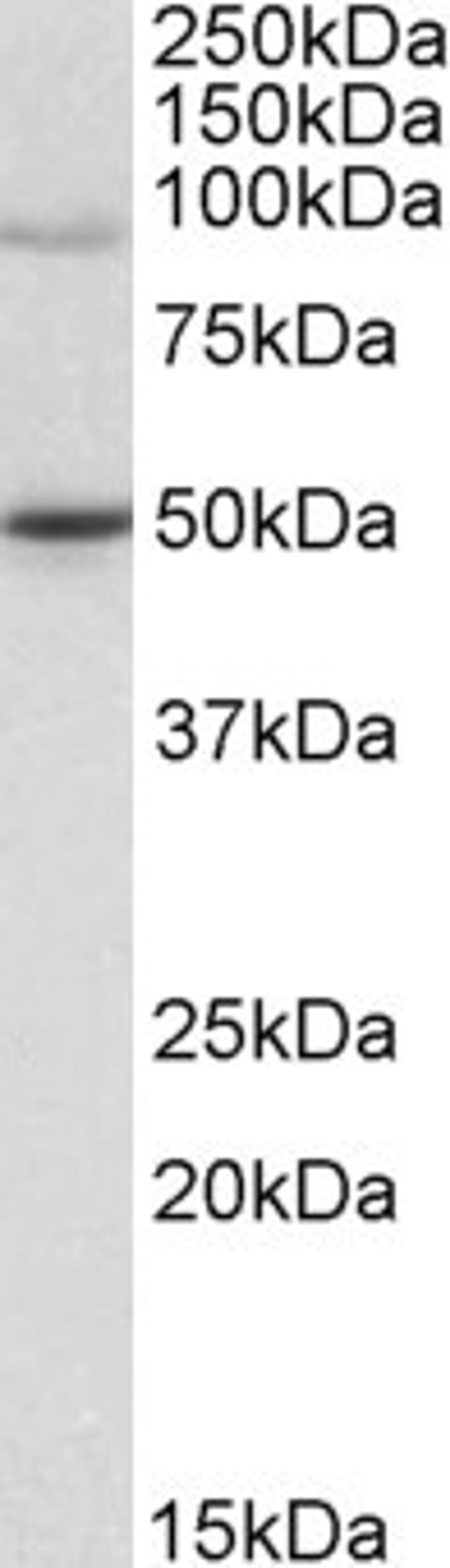 46-600 (1ug/ml) staining of Jurkat lysate (35ug protein in RIPA buffer). Primary incubation was 1 hour. Detected by chemiluminescence.