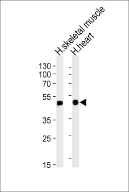 Western blot analysis of lysates from human skeletal muscle and heart tissue lysates (from left to right), using HFE2 Antibody at 1:1000 at each lane.