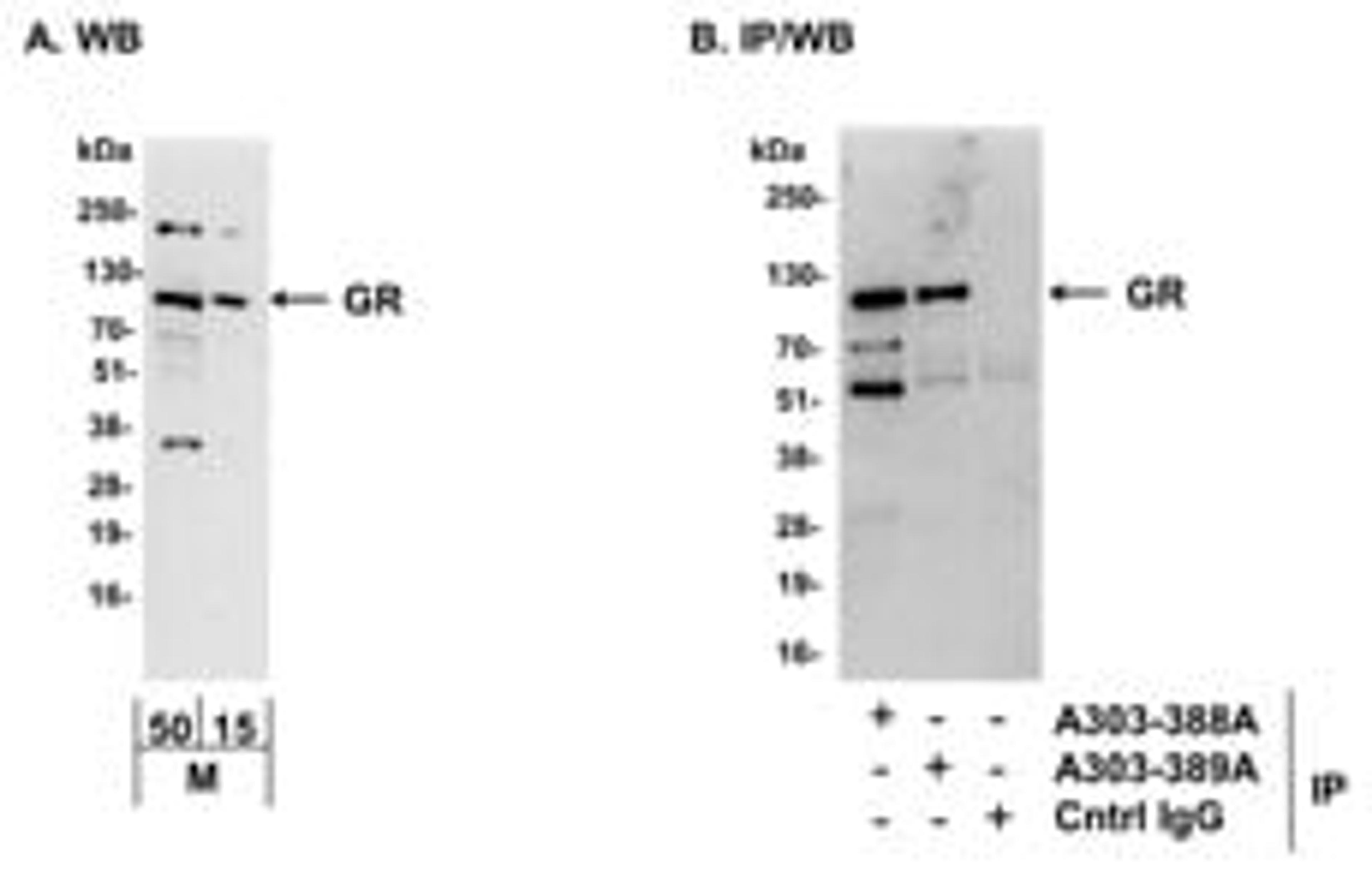 Detection of mouse GR by western blot and immunoprecipitation.