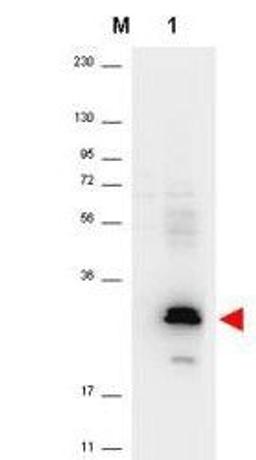 Western blot analysis of corresponding to recom-binant human MIP-3a (lane 1). The identity of the lower molecular weight band is unknown using MIP-3 alpha antibody