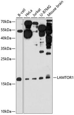 Western blot - LAMTOR1 antibody (A11619)