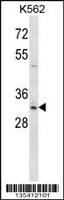 Western blot analysis in K562 cell line lysates (35ug/lane).